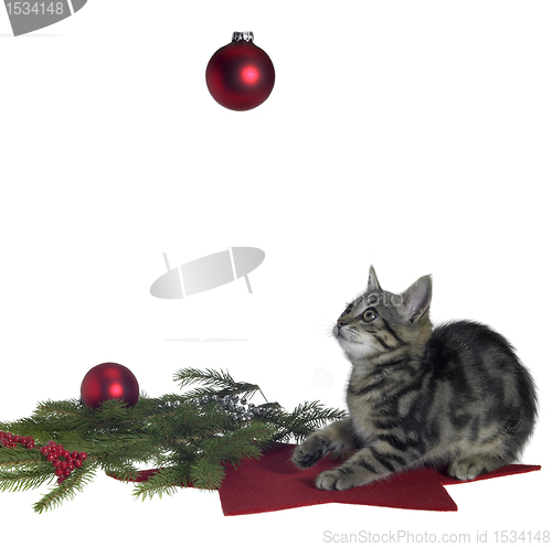 Image of cat and christmas decoration