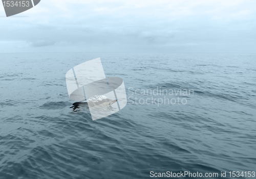 Image of swimming dolphin