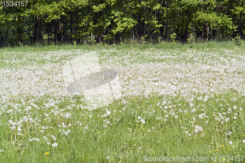 Image of lots of dandelions