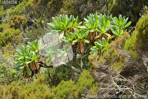 Image of vegetation around Mount Muhabura in Uganda