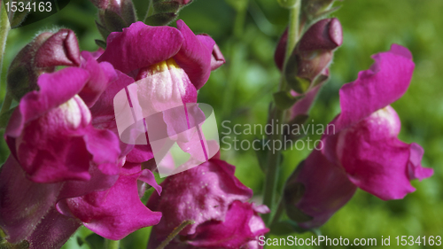 Image of violet snapdragons