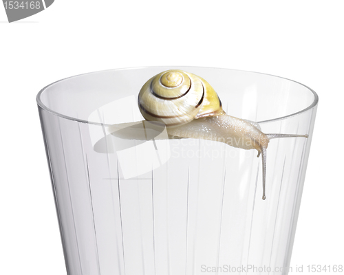Image of Grove snail on a drinking glass