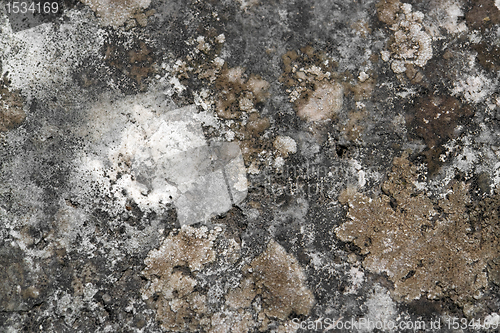 Image of weathered lichen background