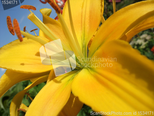 Image of yellow flower closeup