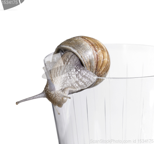 Image of grapevine snail on drinking glass