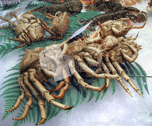 Image of crustaceans