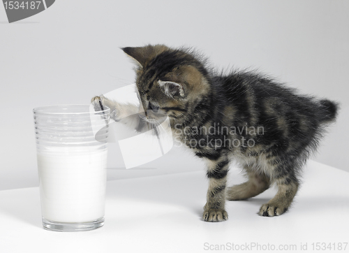 Image of kitten touching a glass of milk