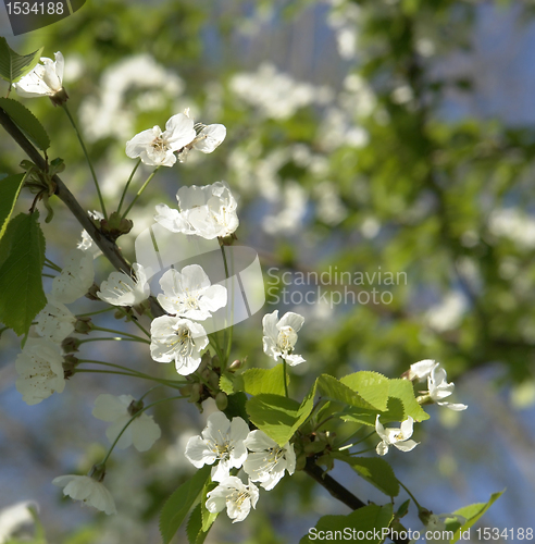 Image of white blossoms on a twig at spring time