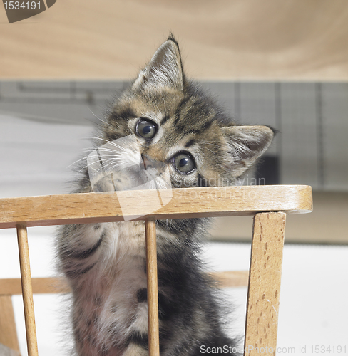 Image of kitten in a wooden crib