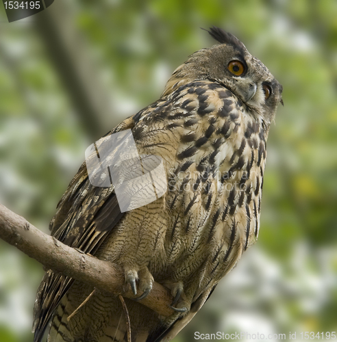 Image of eagle owl