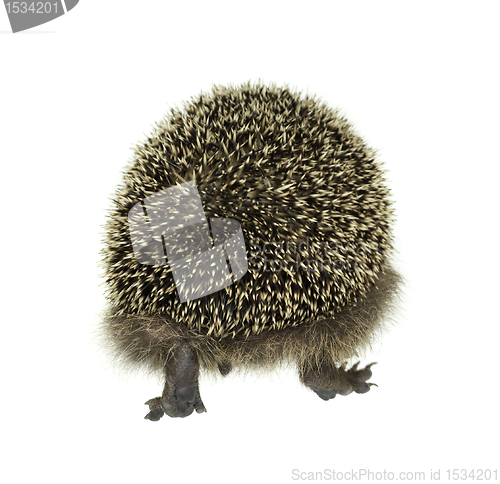 Image of hedgehog walking away