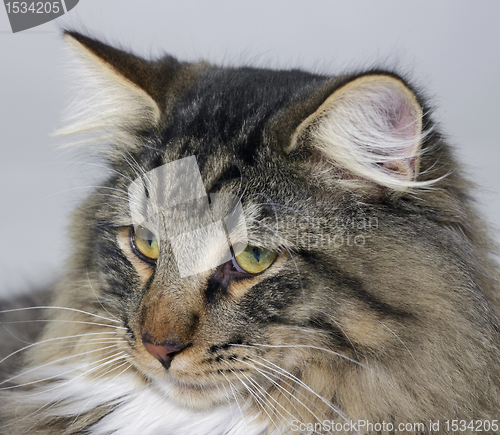 Image of Norwegian Forest Cat portrait