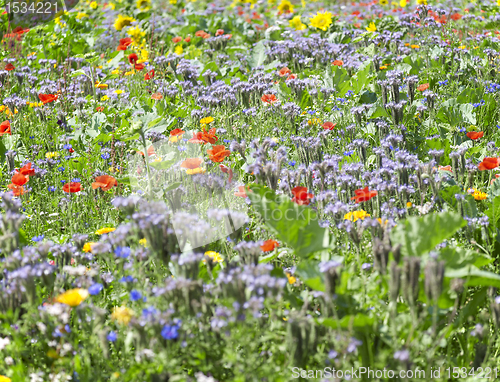 Image of flowering meadow detail