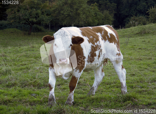 Image of brown and white pied cow on feedlot