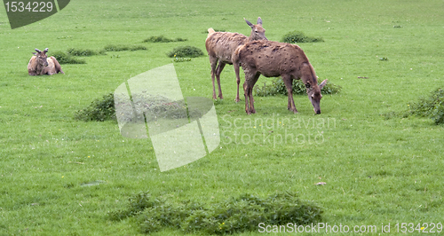 Image of Red Deers on green grass