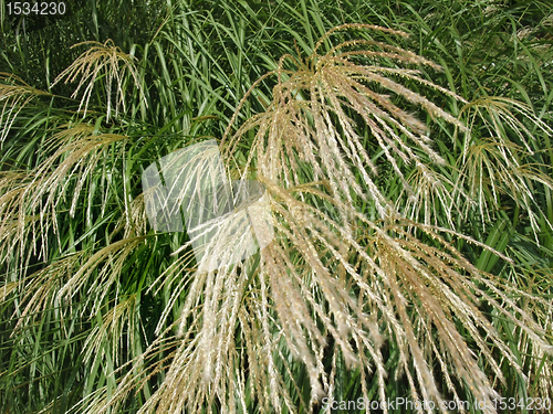 Image of decorative grass detail