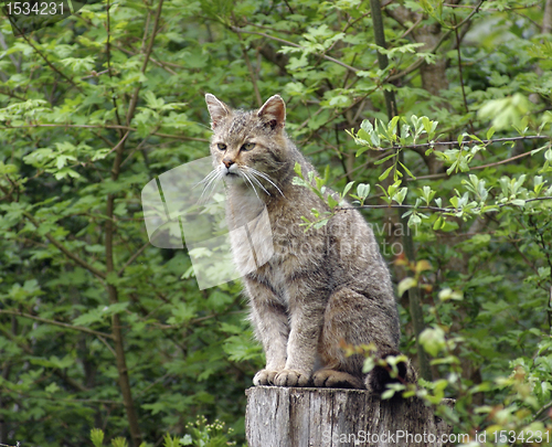 Image of wildcat in natural ambiance