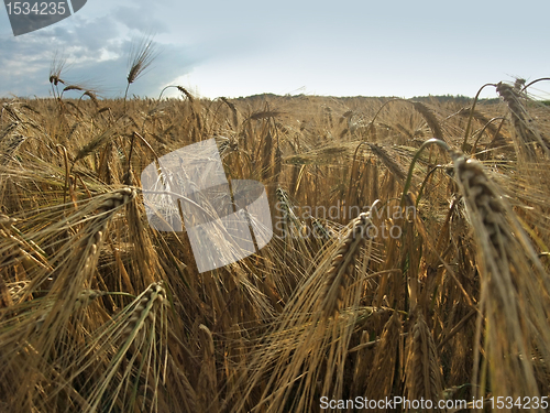 Image of barley field