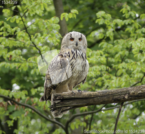 Image of Long-eared Owl