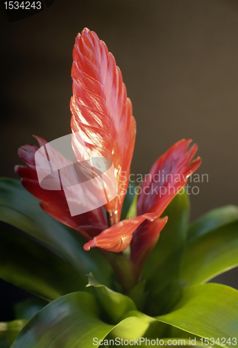 Image of red bromeliad