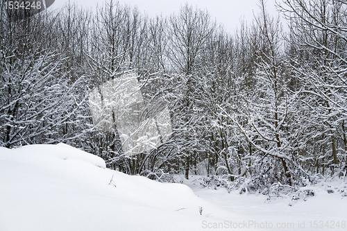 Image of snowy forest detail