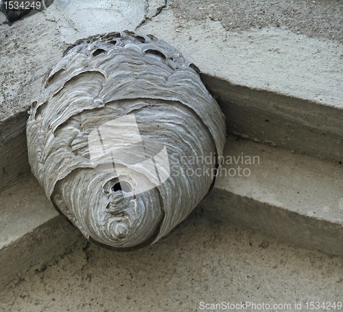 Image of hornets nest under a roof overhang