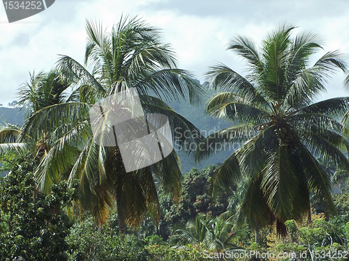 Image of palm trees