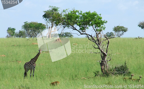 Image of Giraffe in african savannah