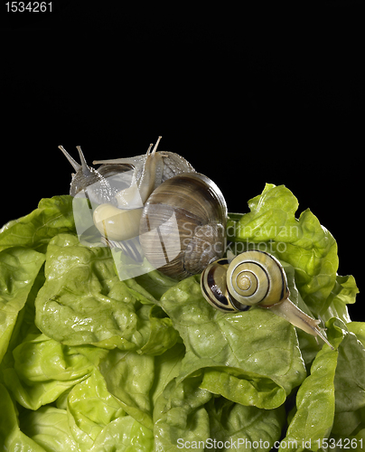 Image of lettuce and snails closeup