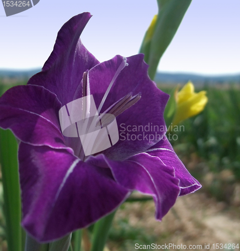 Image of gladiolus flower