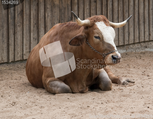 Image of resting cattle