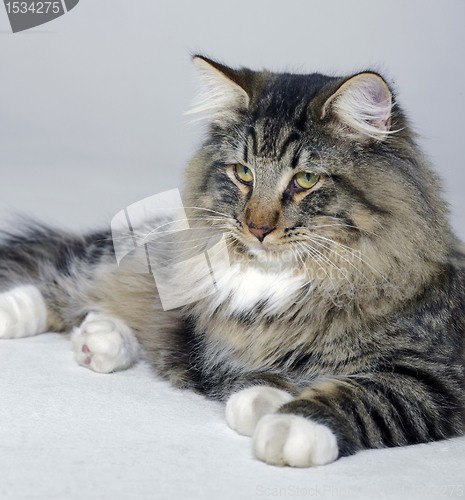 Image of resting Norwegian Forest cat