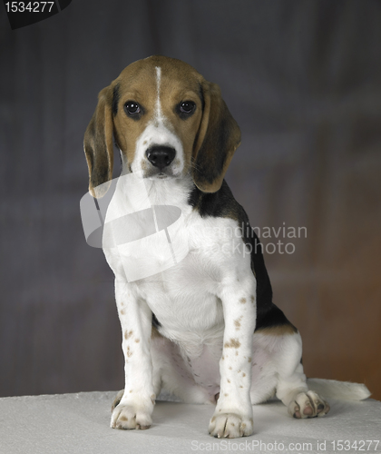 Image of young dog portrait