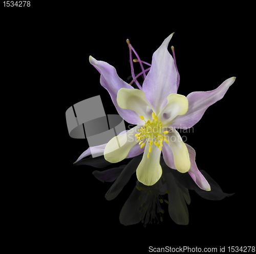 Image of Aquilegia flower