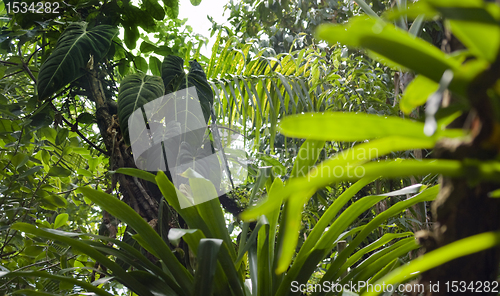 Image of flourish jungle vegetation