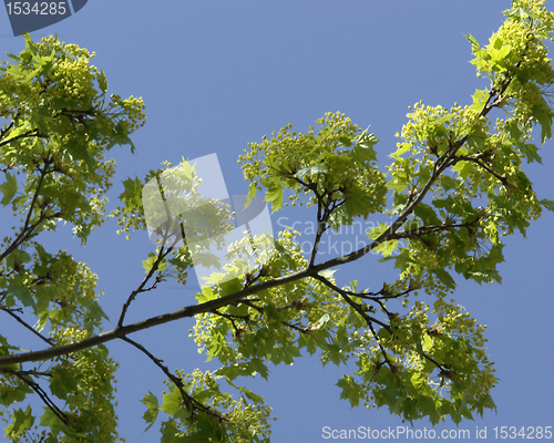 Image of fresh green twigs in sunny ambiance