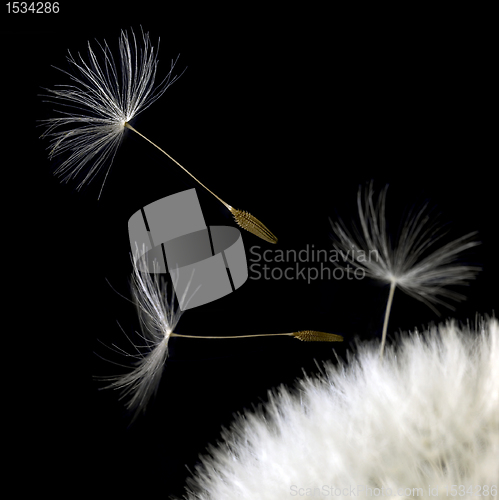 Image of dandelion seeds closeup in black back