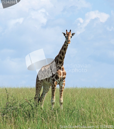 Image of Giraffe in sunny ambiance