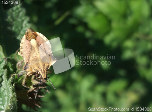 Image of brown leaf-footed bug