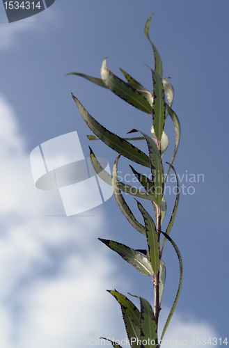 Image of high grown stalk