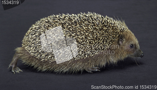 Image of hedgehog in dark back