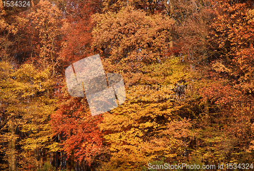 Image of abstract autumn back