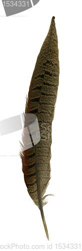 Image of pheasant feather