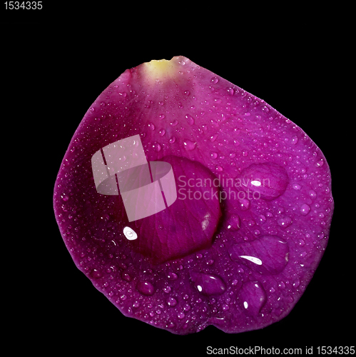 Image of wet purple rose petal