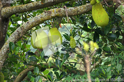 Image of jackfruits in Africa