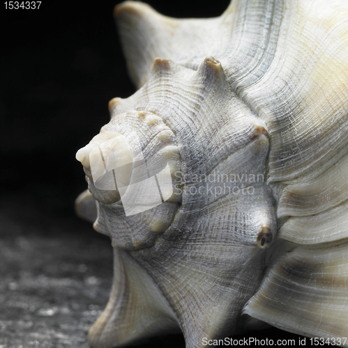 Image of seashell closeup