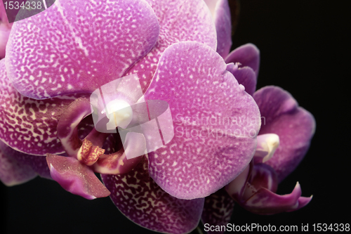 Image of violet orchid flower