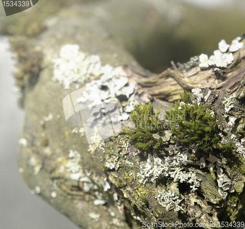 Image of natural bough with moss and lichen