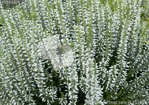 Image of abstract floral back with white flowers