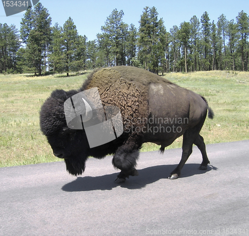 Image of buffalo walking on a street